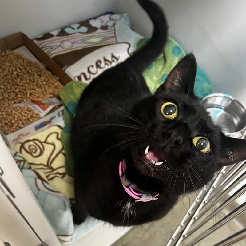 An adult medium-sized female Black Domestic Short Hair cat named 72162 for adoption in Harrisonburg, VA