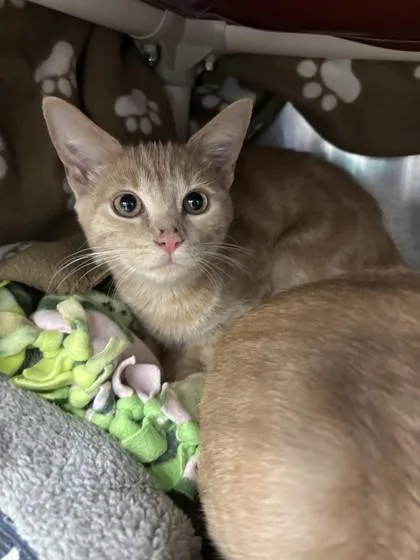 A young small-sized male Domestic Short Hair cat named Forest for adoption in Scotia, NY