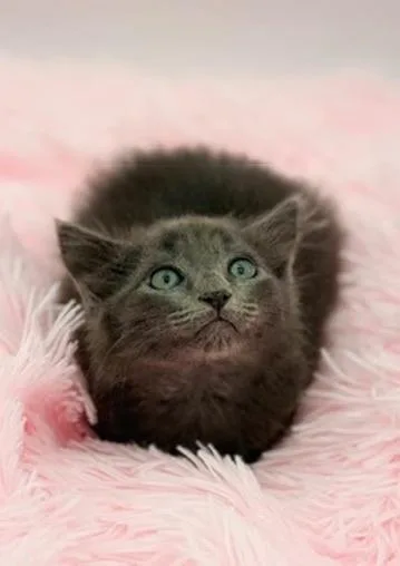 A baby medium-sized male Gray / Blue / Silver Maine Coon cat named Pad See Ew for adoption in Covington, LA