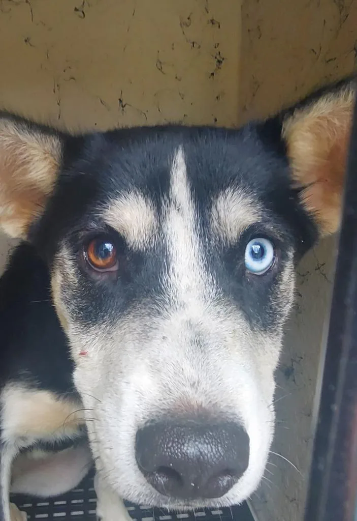 A baby medium-sized male Mixed Breed dog named Duke for adoption in Cartersville , GA