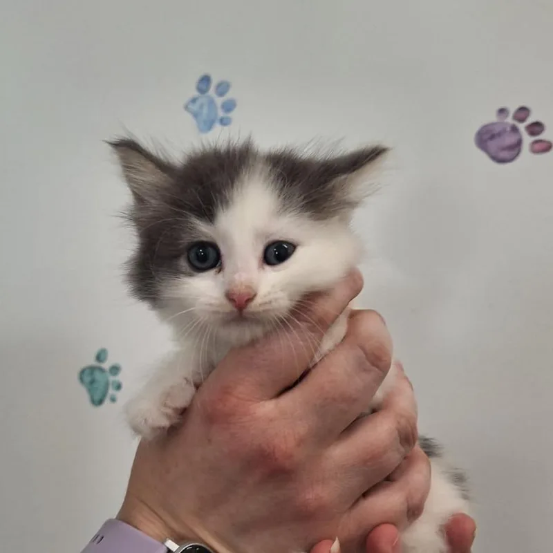 A baby small-sized female Gray / Blue / Silver Domestic Short Hair cat named Amy Farrah Fowler for adoption in Albert Lea, MN
