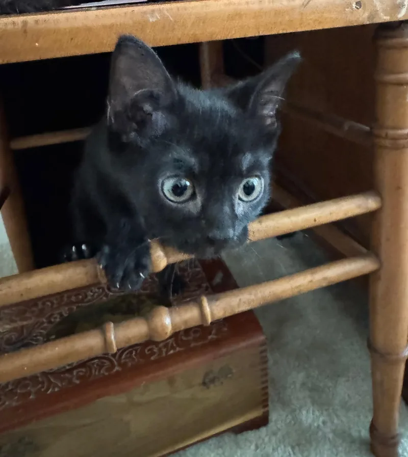 A baby medium-sized male Black Domestic Short Hair cat named Hull for adoption in Hilton Head Island, SC