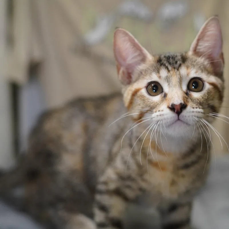 Leeloo thumbnail 3