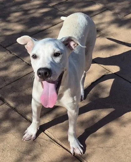 A young small-sized female Terrier dog named Buttons for adoption in Shreveport, LA