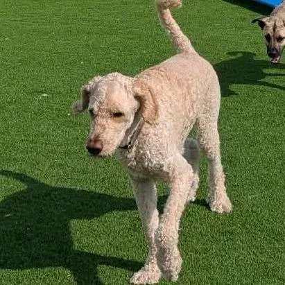 An adult large-sized male White / Cream Yellow Labrador Retriever dog named Mozzie for adoption in Rochester, MN