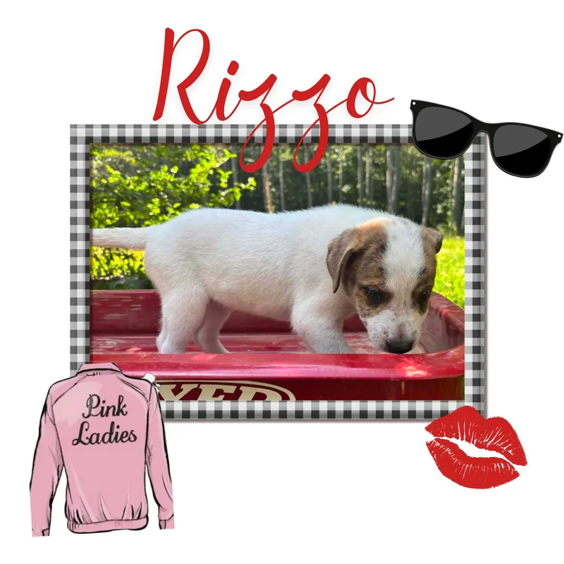 A baby medium-sized female White / Cream Mountain Cur dog named Rizzo for adoption in Soddy Daisy, TN