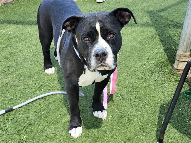 A young large-sized male Pit Bull Terrier dog named Castle for adoption in Phoenix, AZ