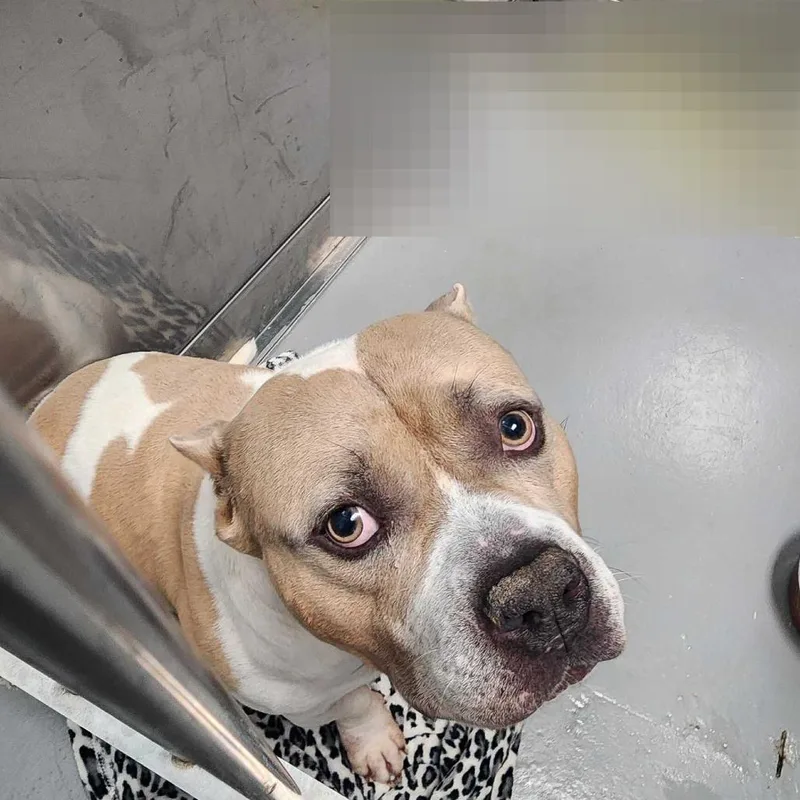 An adult large-sized male Yellow / Tan / Blond / Fawn Mixed Breed dog named Leo for adoption in Davenport, IA