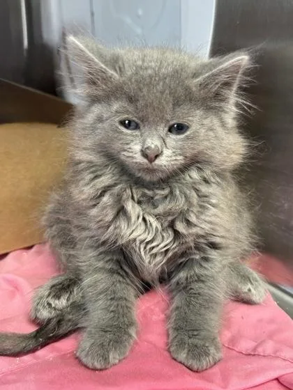 A baby small-sized female Domestic Medium Hair cat named Minor for adoption in West Chester, PA