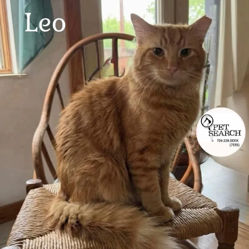 A baby small-sized male Orange / Red Domestic Short Hair cat named Cheeto Leo for adoption in Washington, PA