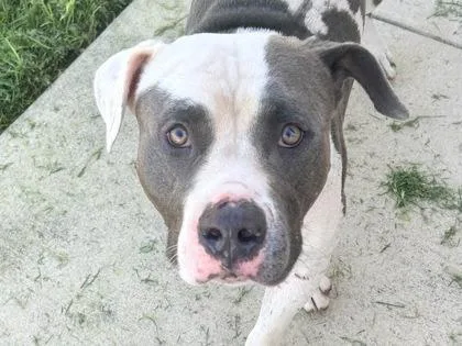 An adult large-sized male Gray / Blue / Silver Mixed Breed dog named Pineapple for adoption in Georgetown, TX