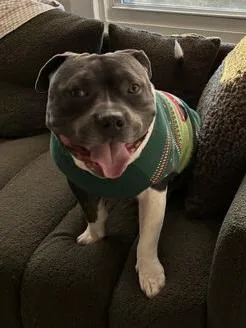 An adult large-sized male Pit Bull Terrier dog named Shaolin for adoption in Philadelphia, PA