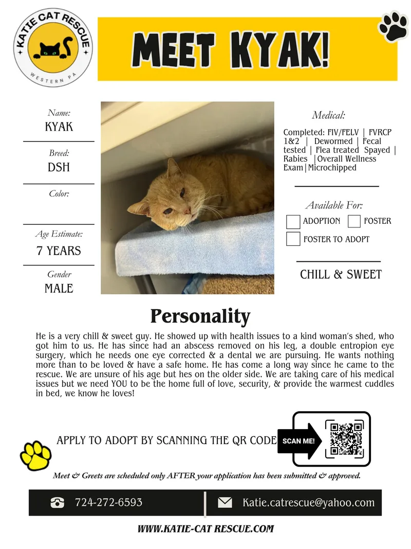 A senior medium-sized male Domestic Short Hair cat named Kyak for adoption in Evans City, PA