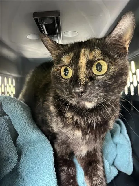 An adult medium-sized female Domestic Short Hair cat named Daisy for adoption in Derwood, MD