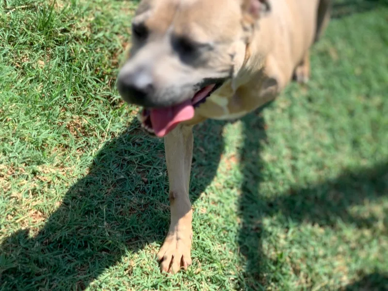 Hop Along thumbnail 3