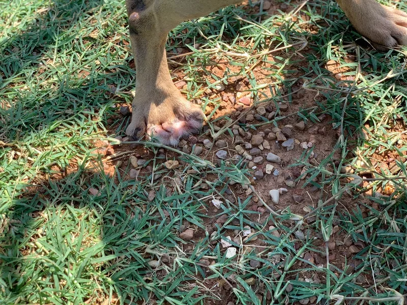 Hop Along thumbnail 4