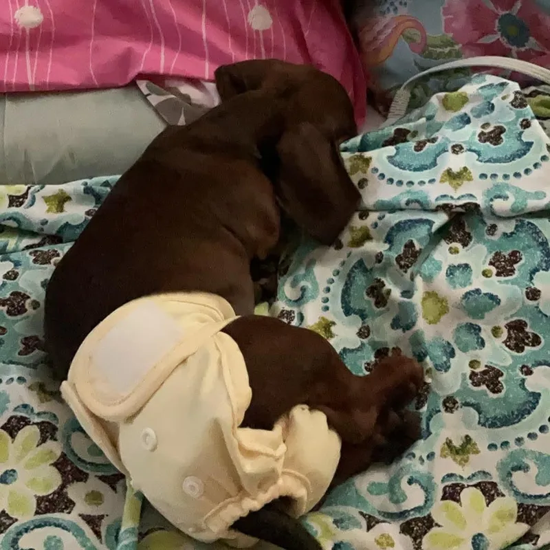 Dixie