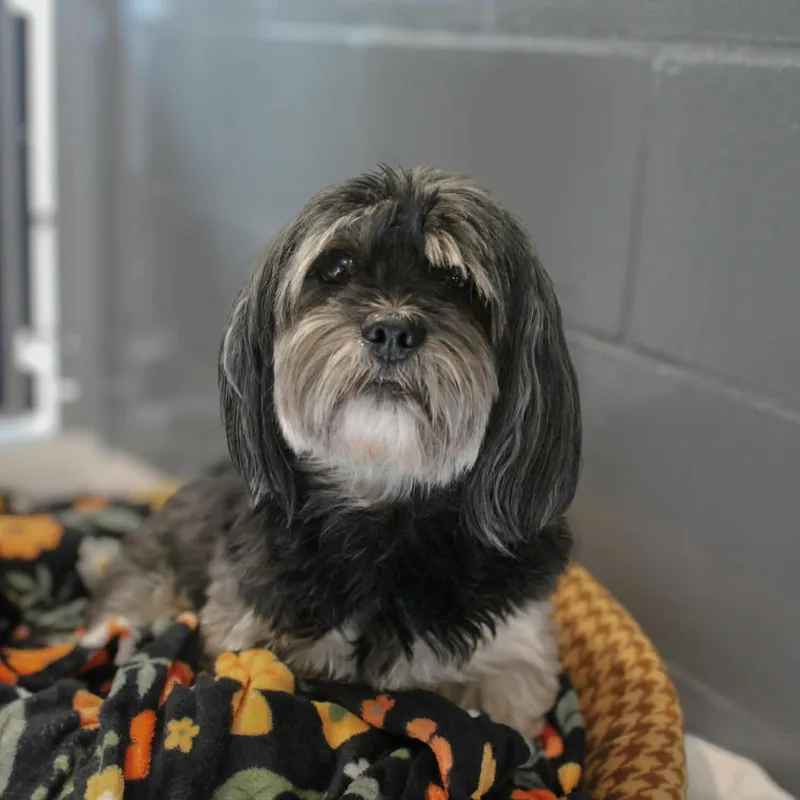 A senior small-sized male Gray / Blue / Silver Lhasa Apso dog named Winston for adoption in Hutchinson, MN