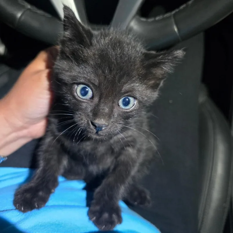 A baby small-sized male Black Domestic Short Hair cat named Eclipse for adoption in Long Beach, CA