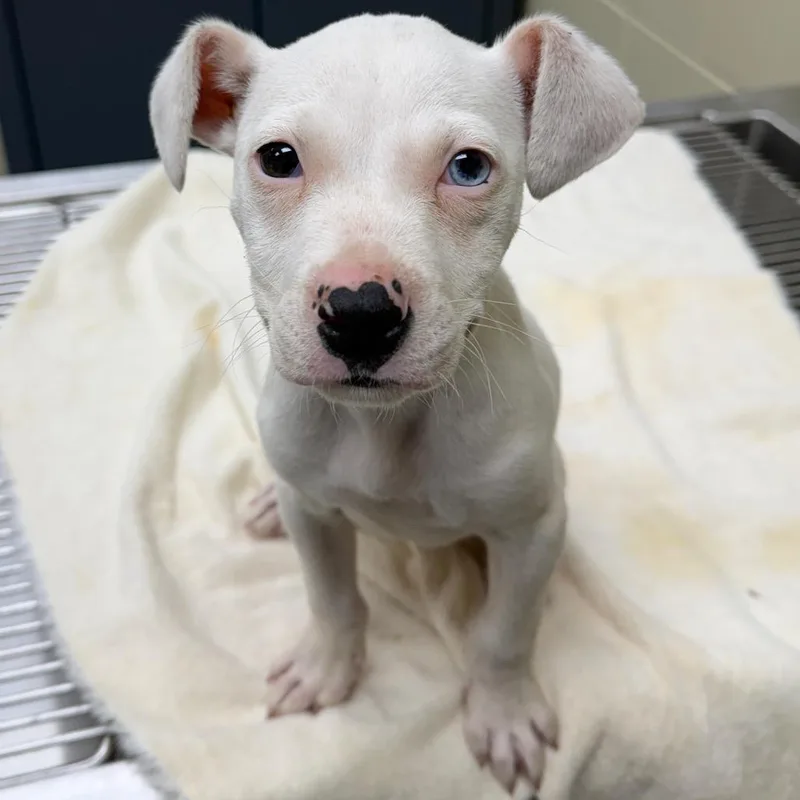 A baby small-sized male White / Cream Mixed Breed dog named Ducky for adoption in Columbus, GA