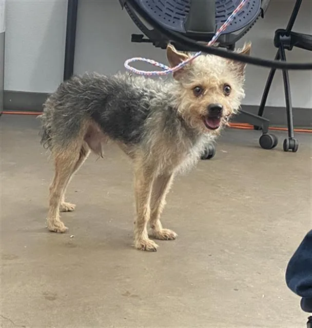 An adult medium-sized male Mixed Breed dog named Pear for adoption in Dallas, TX
