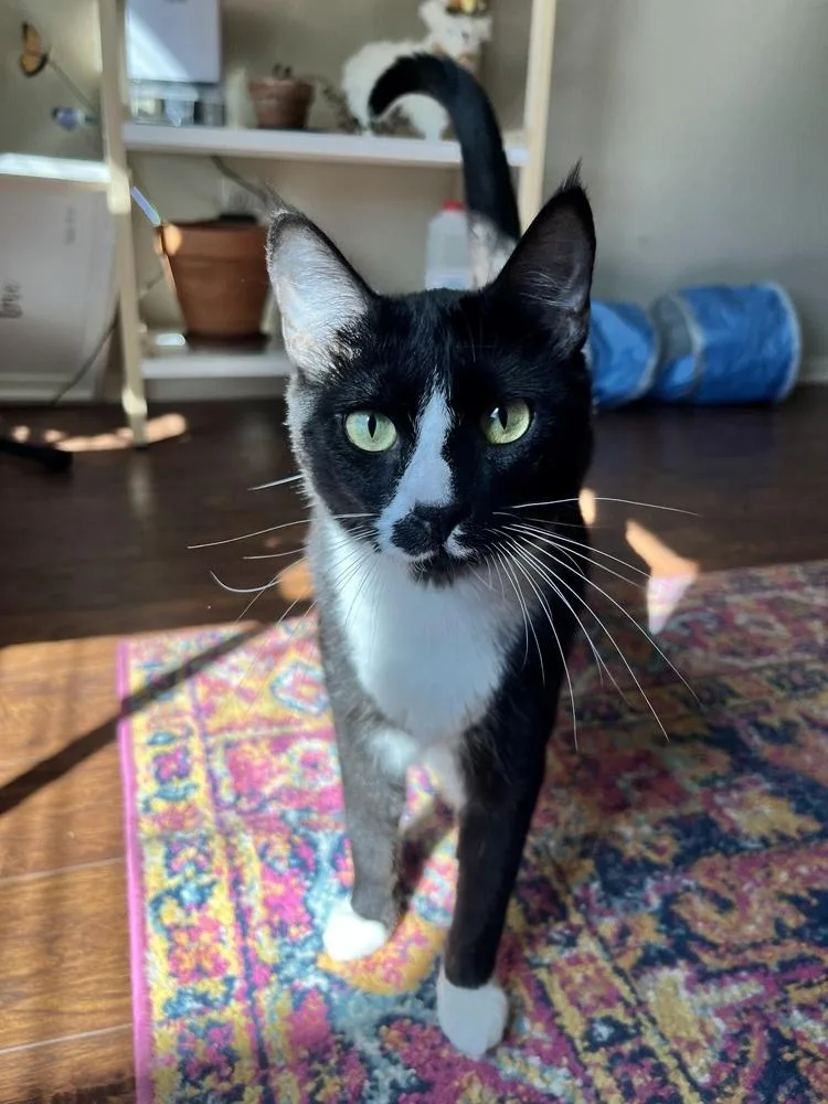 Cherrywood thumbnail 2