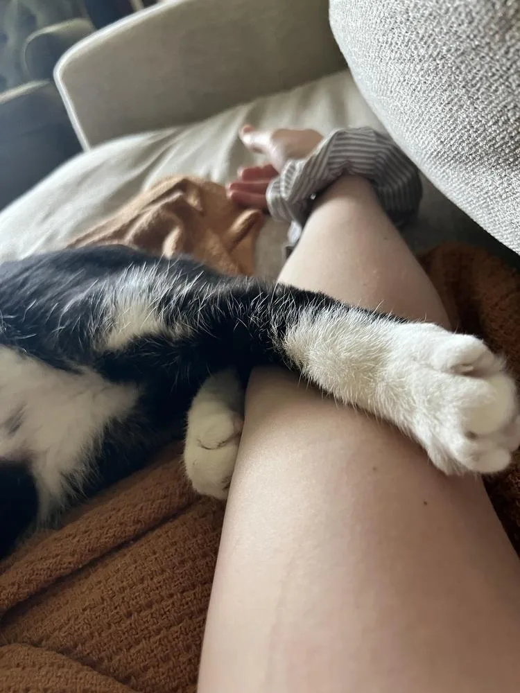 Cherrywood thumbnail 3