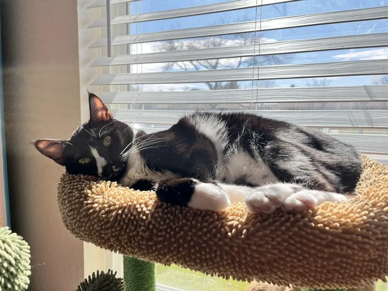 Cherrywood thumbnail 4