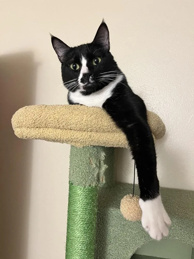 Cherrywood thumbnail 5