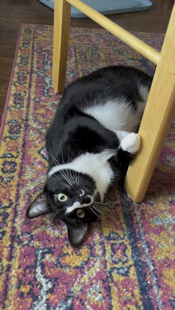 Cherrywood thumbnail 6