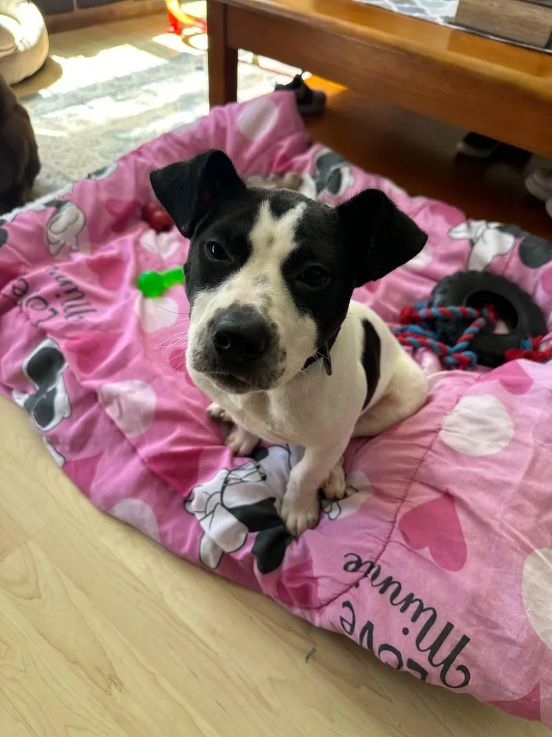 A baby medium-sized male Mixed Breed dog named Zan for adoption in Holbrook, NY