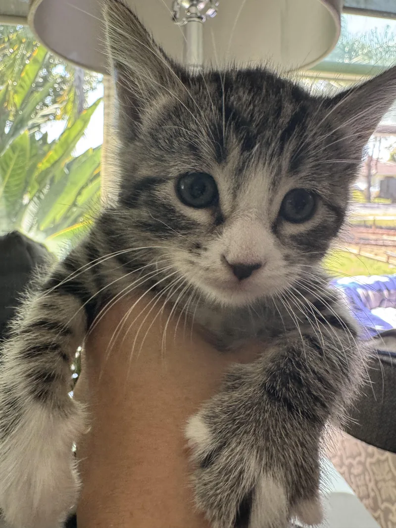 A baby small-sized female Domestic Short Hair cat named Quatro for adoption in Long Beach, CA
