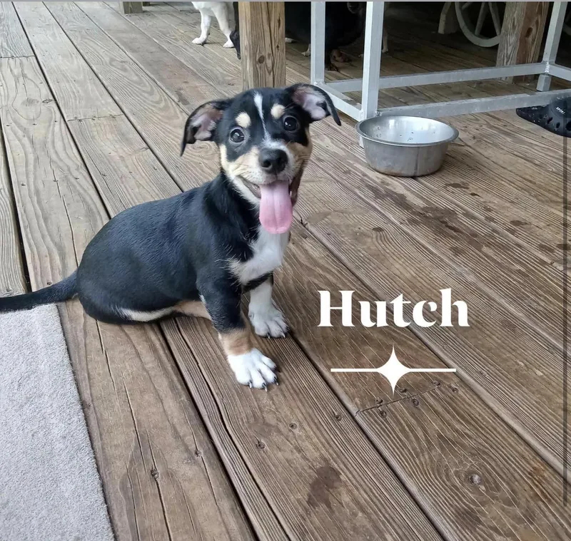 Hutch