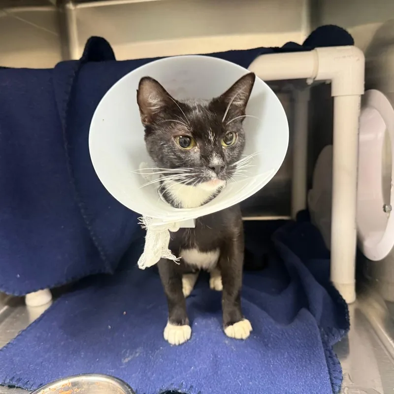 An adult medium-sized female Black Domestic Short Hair cat named Kirby for adoption in Gainesville, FL