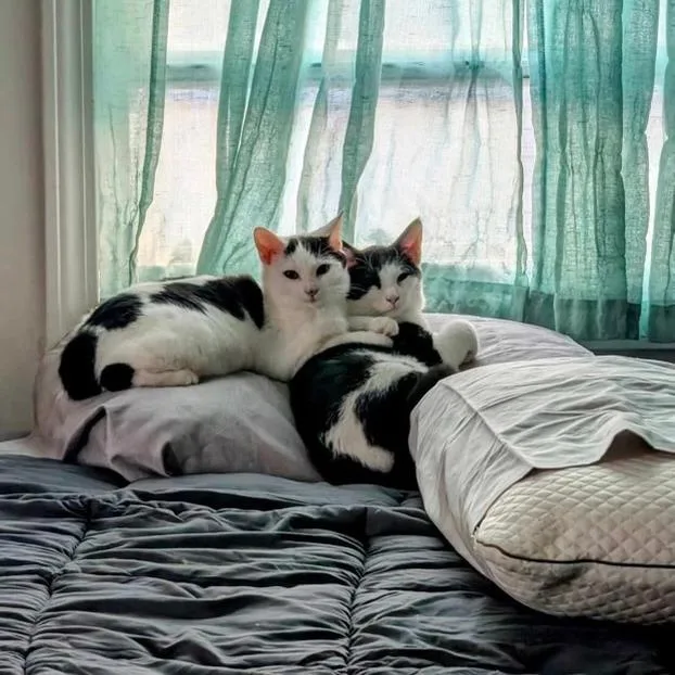 An adult medium-sized male Black Domestic Short Hair cat named Leo for adoption in New Fairfield, CT