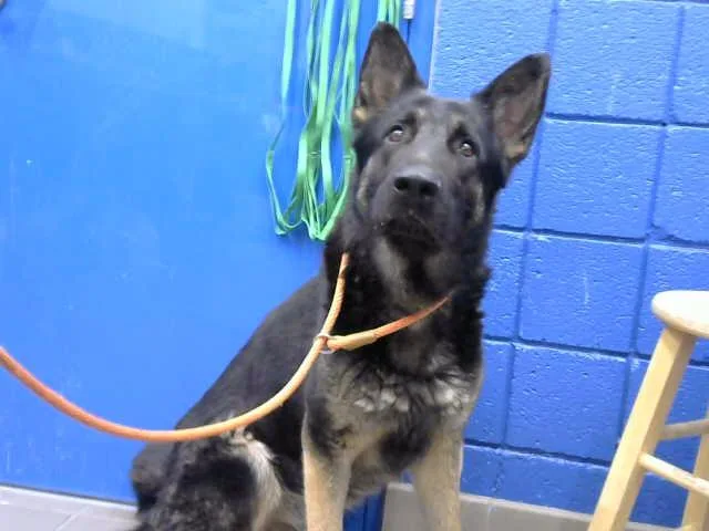 An adult large-sized male German Shepherd Dog dog named Floyd for adoption in Albuquerque, NM