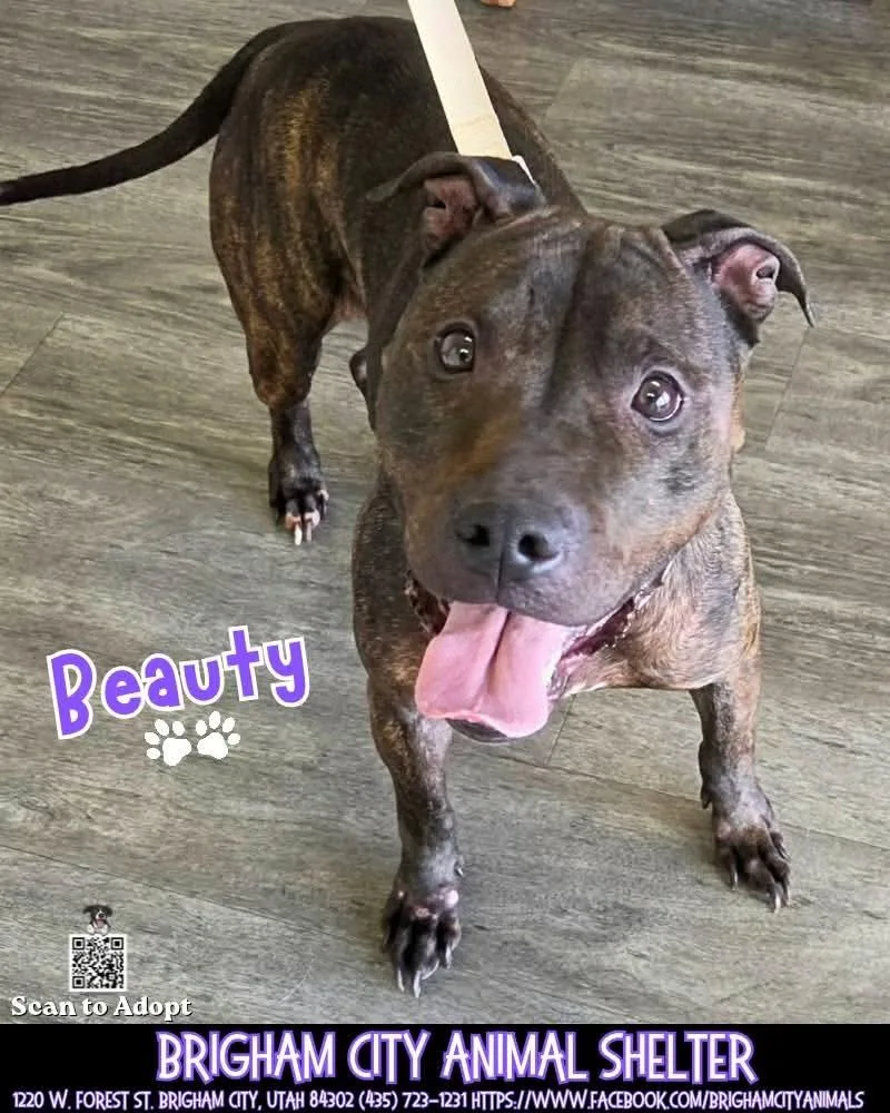 A senior medium-sized female Pit Bull Terrier dog named Beauty for adoption in Brigham City, UT
