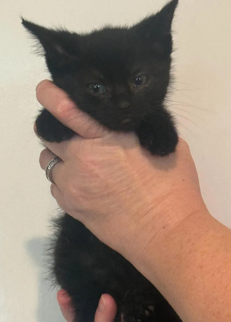 A baby medium-sized female Black Domestic Medium Hair cat named Hope for adoption in Forest, VA