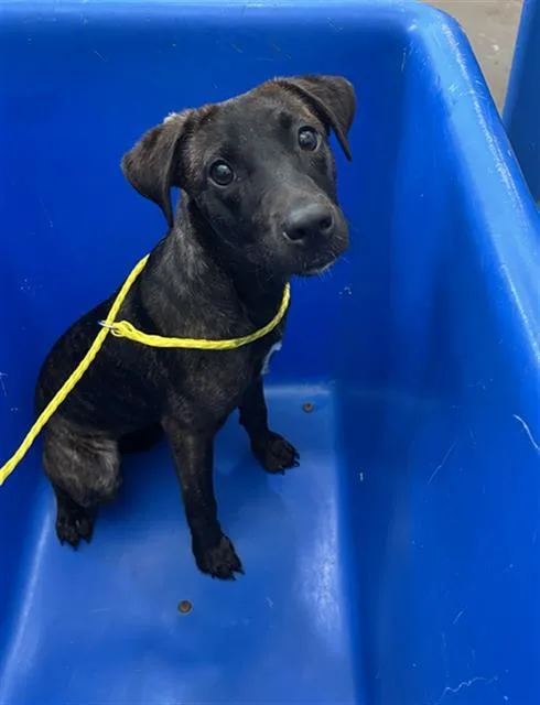 A young medium-sized female Mixed Breed dog named Sasha for adoption in Dallas, TX