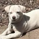 A baby medium-sized female Catahoula Leopard Dog dog named Becky for adoption in Chino valley, AZ