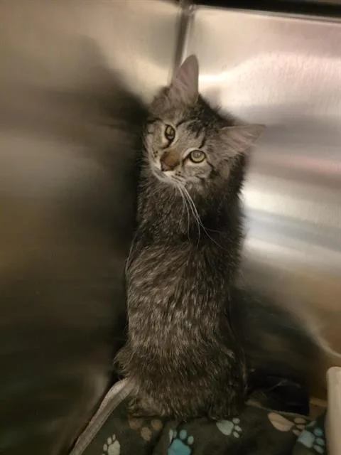 A young medium-sized female Domestic Long Hair cat named Winifred Mews for adoption in West Valley City, UT