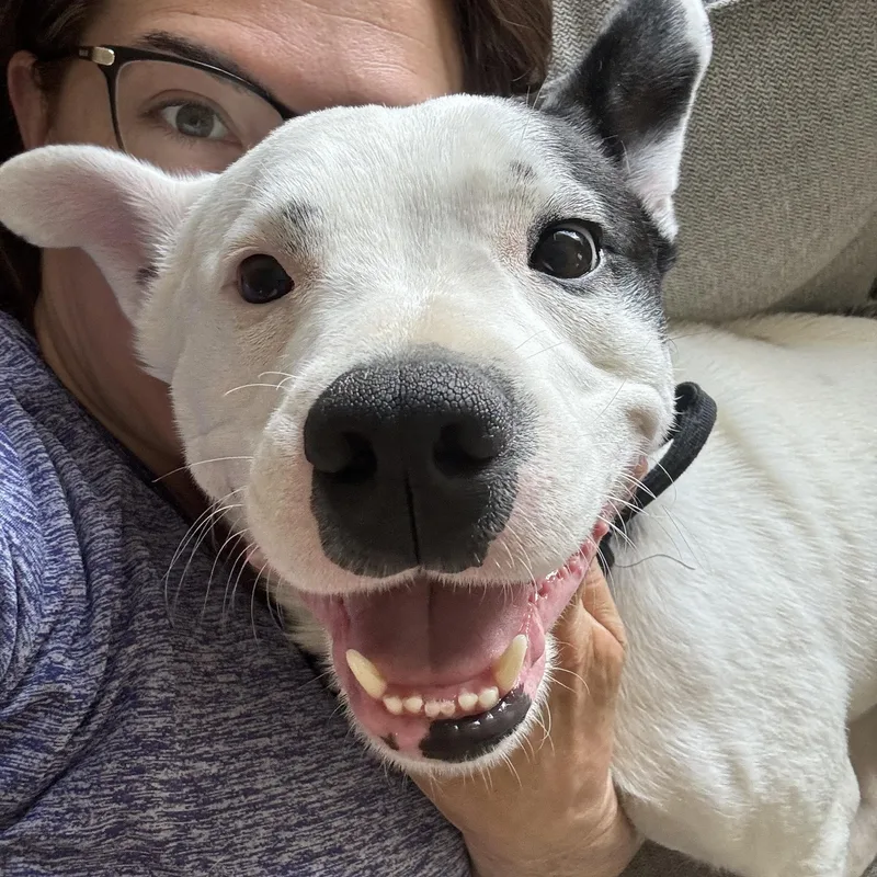 An adult medium-sized male American Staffordshire Terrier dog named Sirius for adoption in Voorhees, NJ