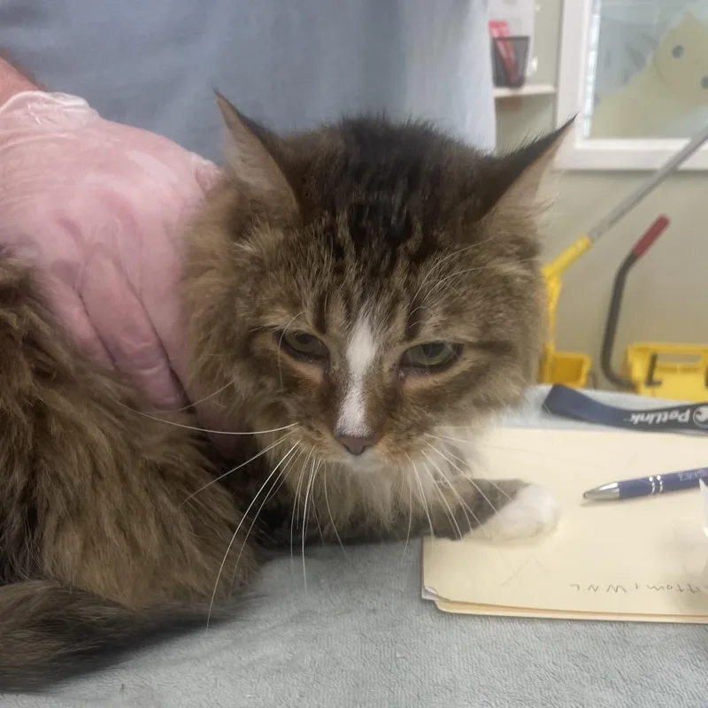 A senior extra large-sized male Brown / Chocolate Domestic Long Hair cat named Hogan for adoption in East Smithfield , PA