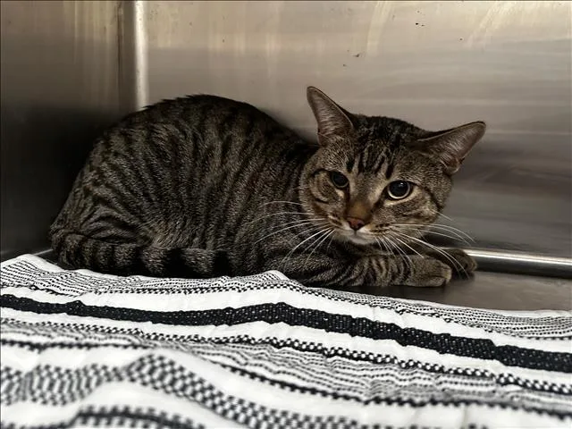 A young small-sized male Domestic Short Hair cat named Milo for adoption in Los Angeles, CA