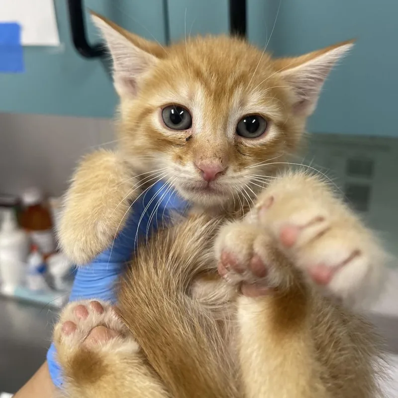 A baby small-sized male Domestic Short Hair cat named Adain for adoption in Tampa, FL