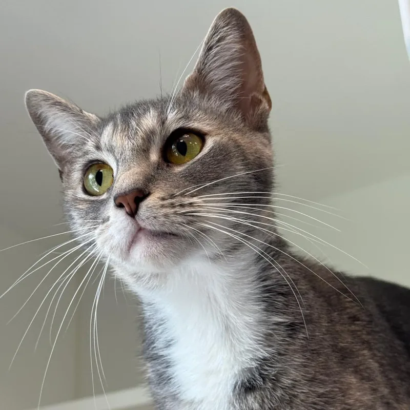 Miso