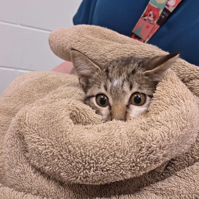 A baby small-sized male Domestic Medium Hair cat named Darby for adoption in Chattanooga, TN