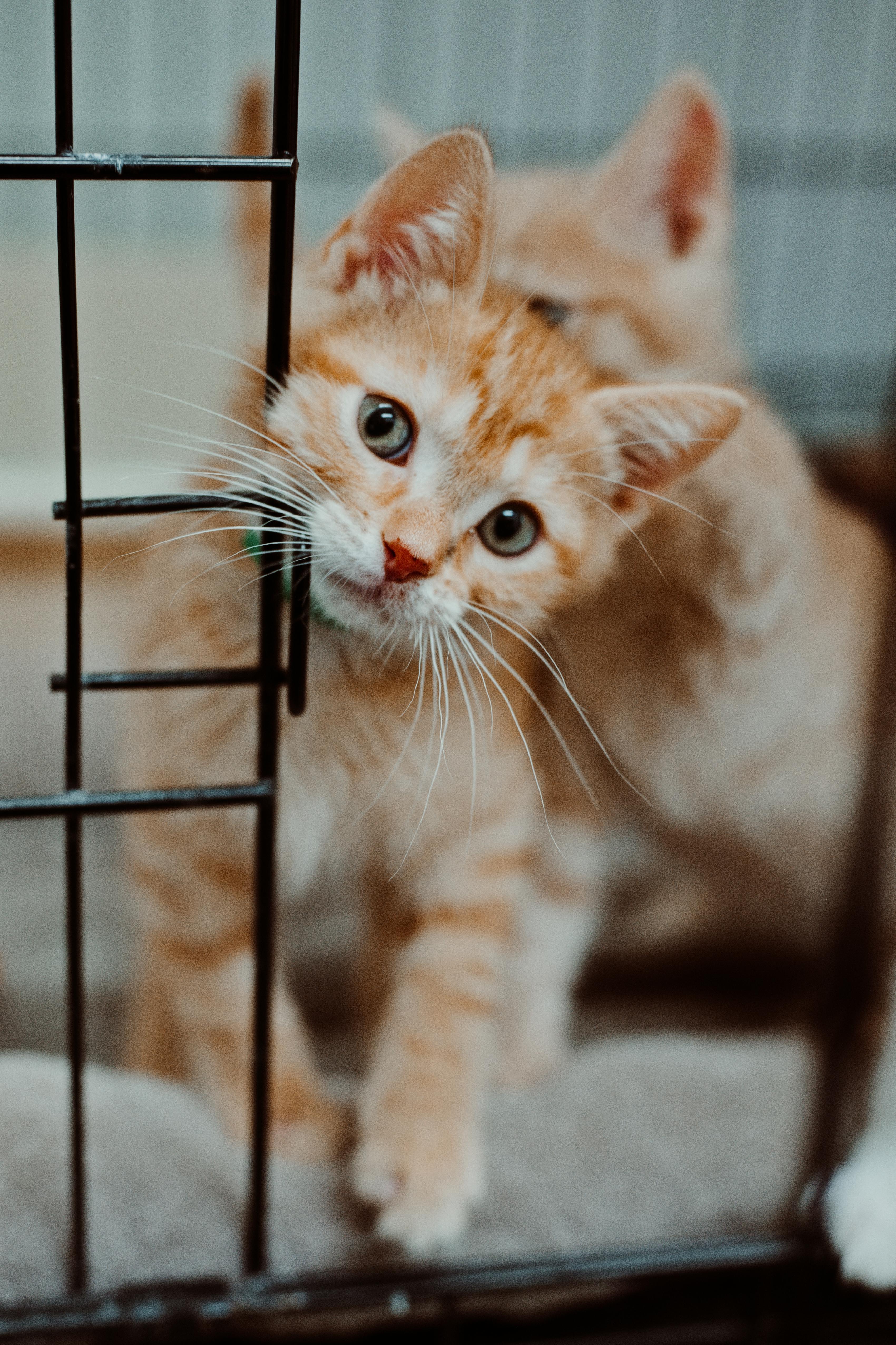 A young medium-sized female Domestic Short Hair cat named Tofu for adoption in Le Mars, IA