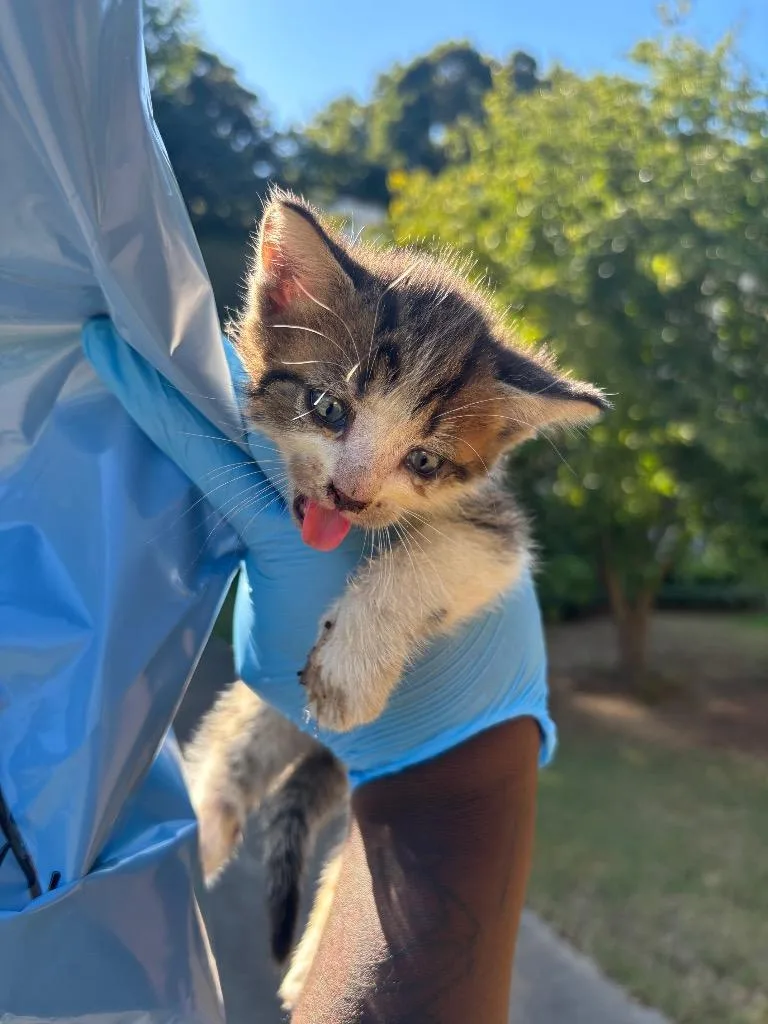 A baby small-sized male Domestic Medium Hair cat named Kai for adoption in Douglasville, GA
