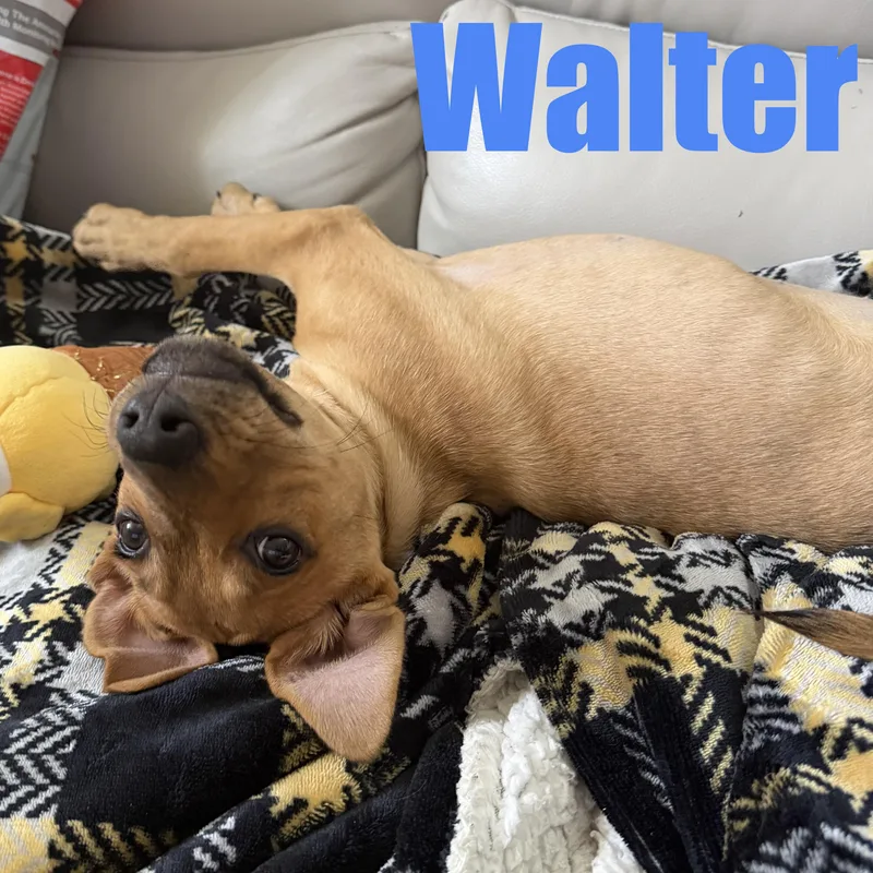 Walter thumbnail 3